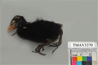 藏品(紅冠水雞)的圖片